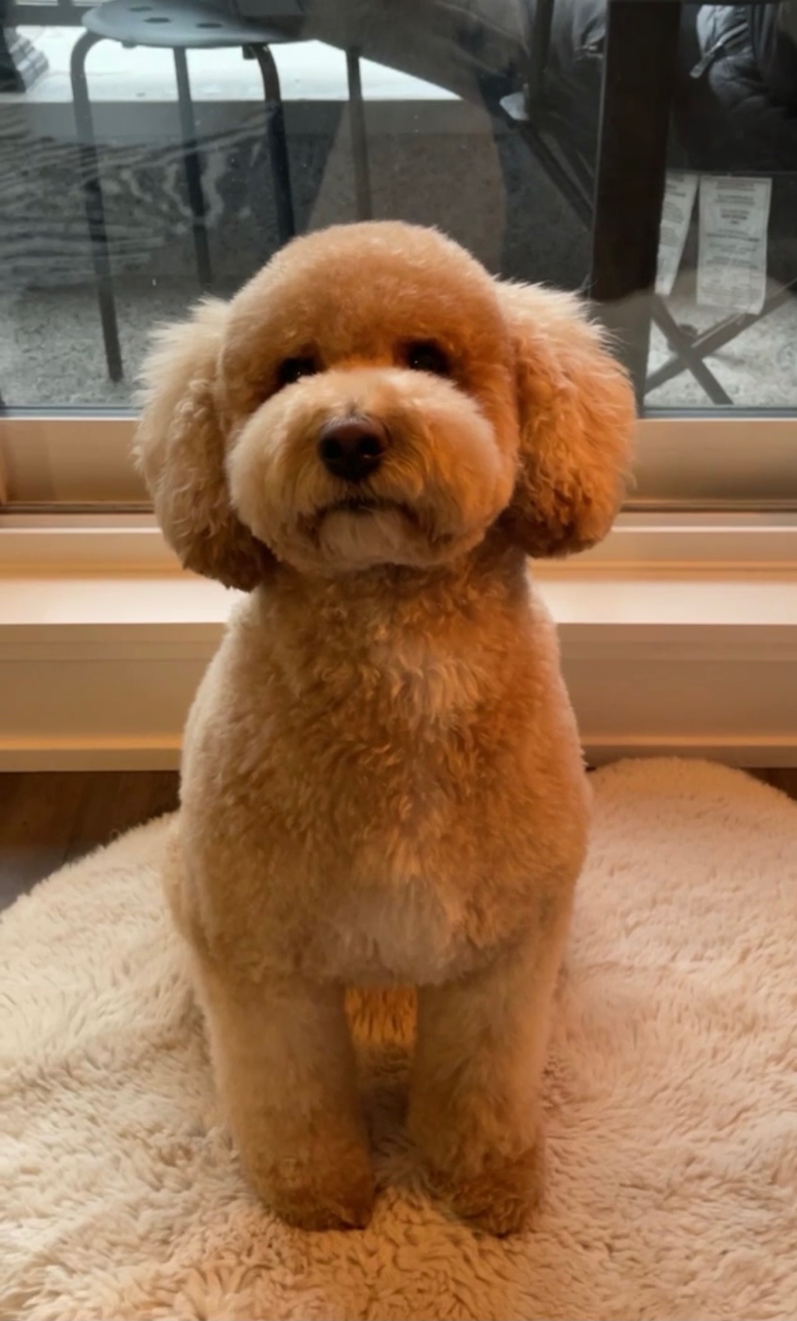 Benzy — K9GourmetBB original taste tester
