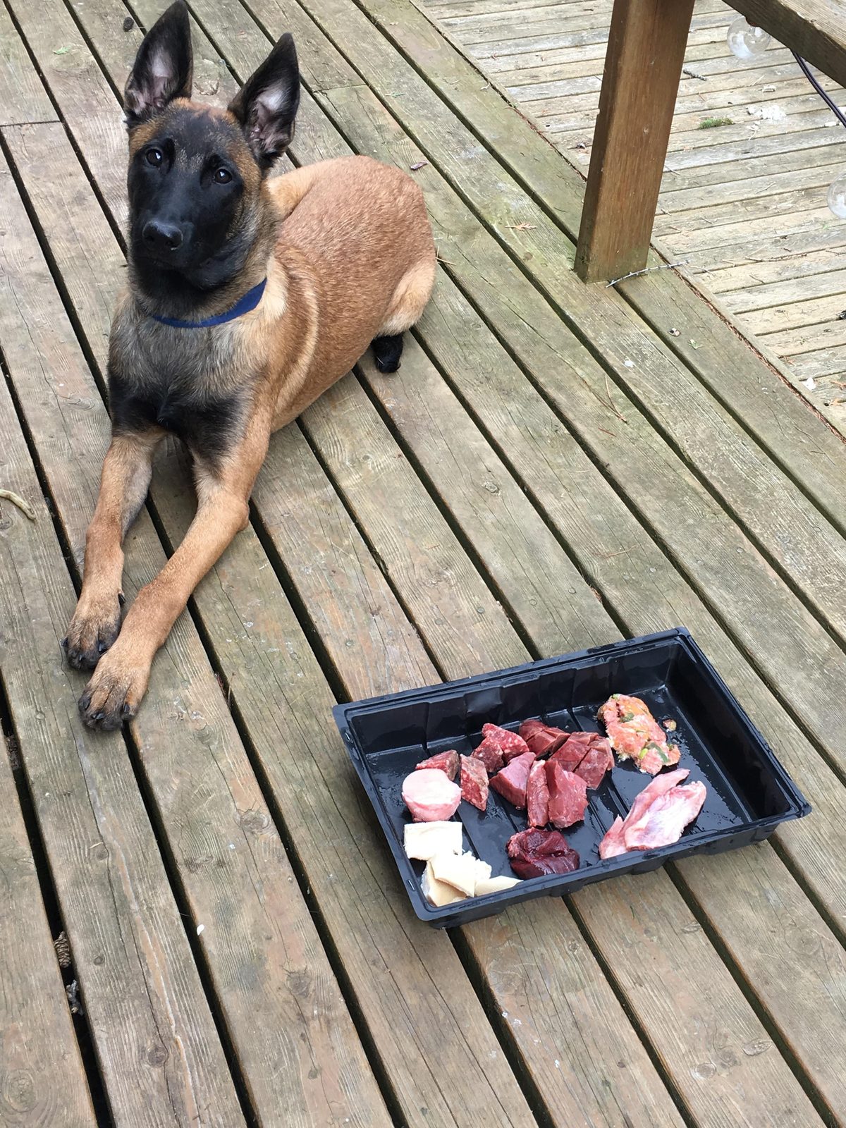 Aliña — owner's dog and K9GourmetBB head of quality control
