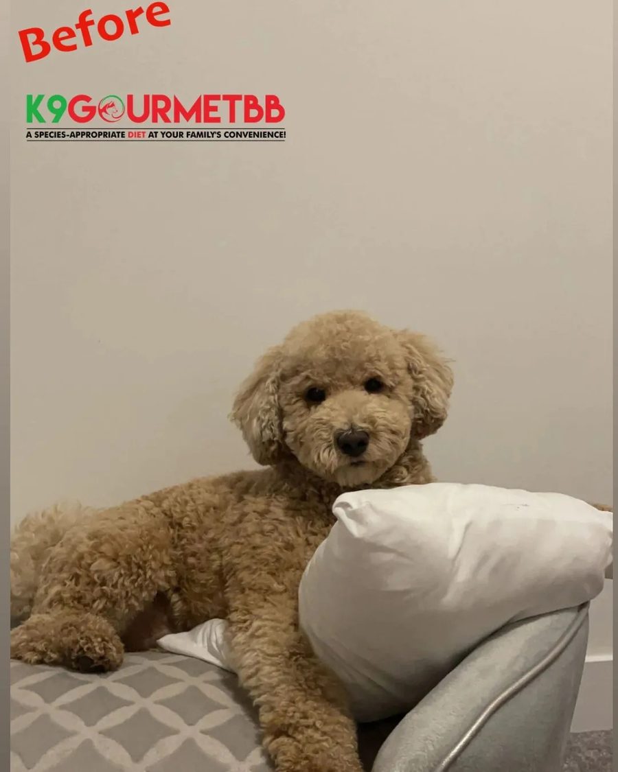 Before K9GourmetBB — Goldendoodle on kibble