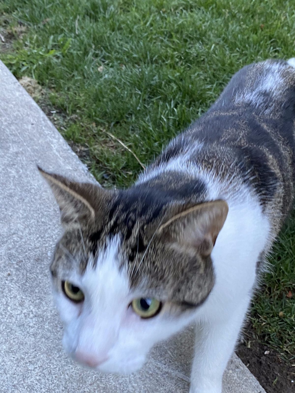K9GourmetBB cat customer — real food for cats too